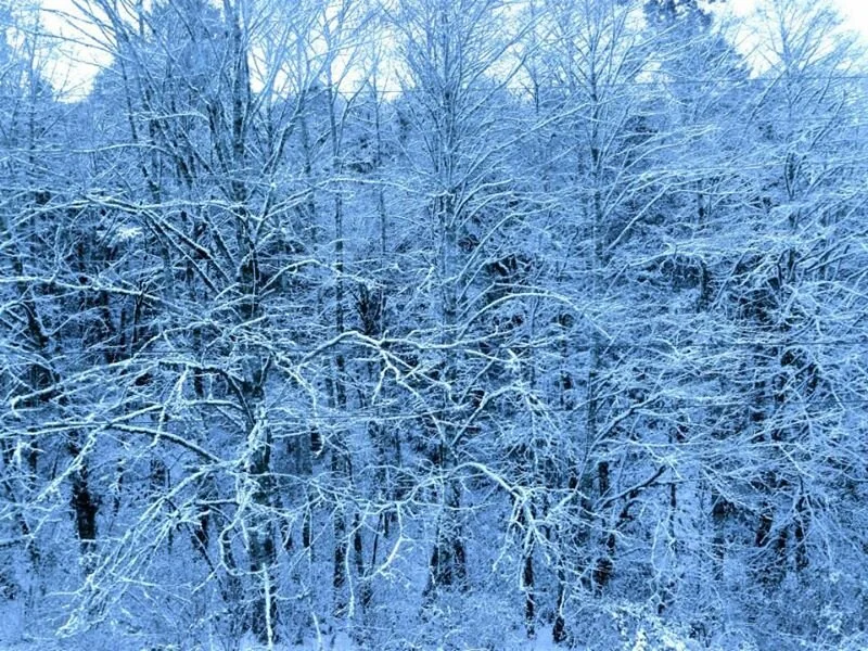 First snow of the season, western Washington.