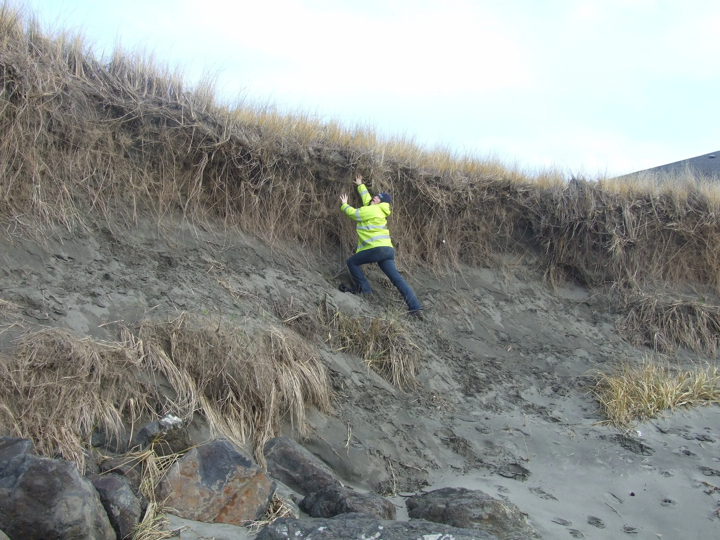 Fighting coastal erosion! Long Beach, Washington.
