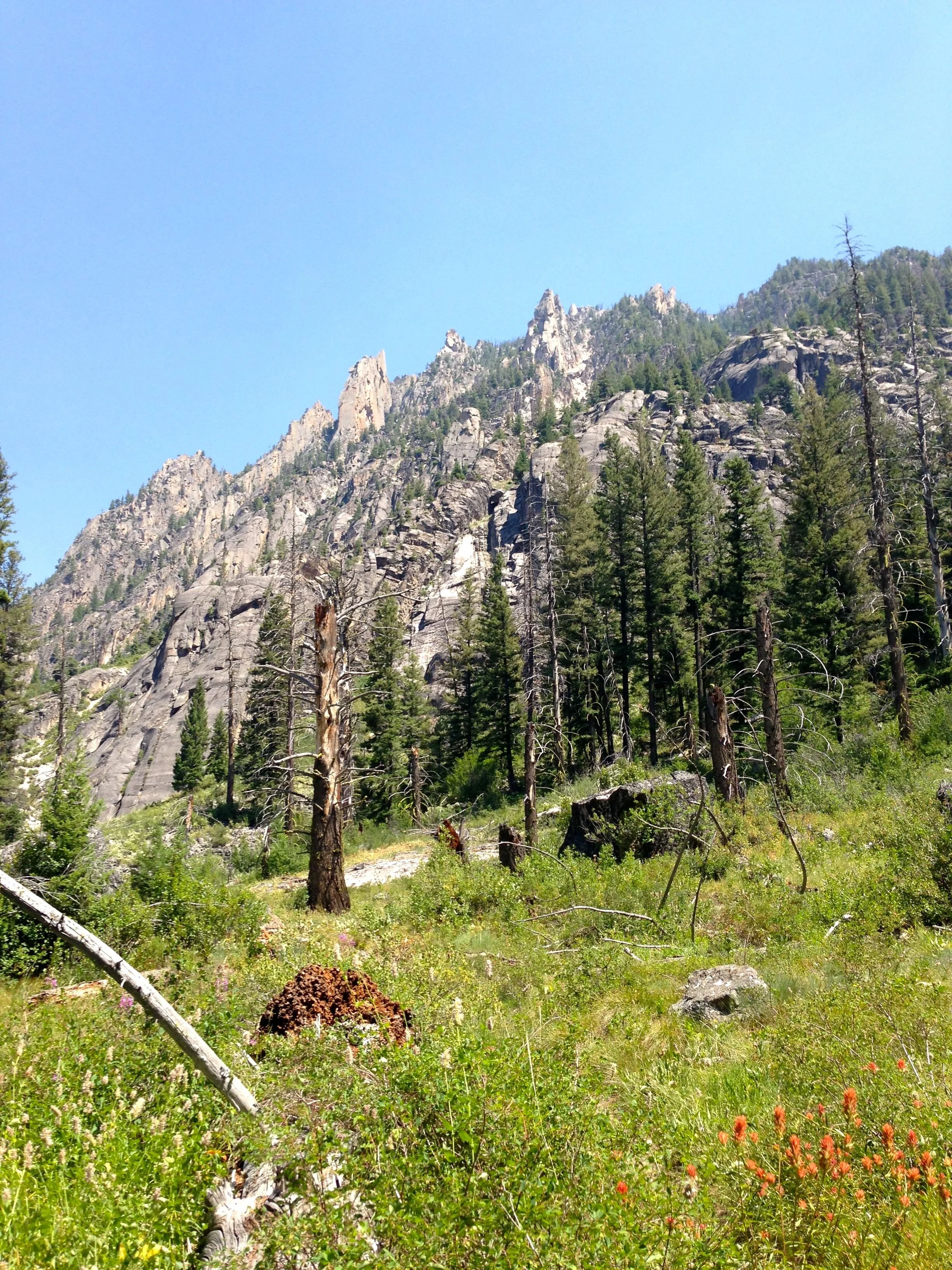 Post-fire recovery, Sawtooth Wilderness Area.