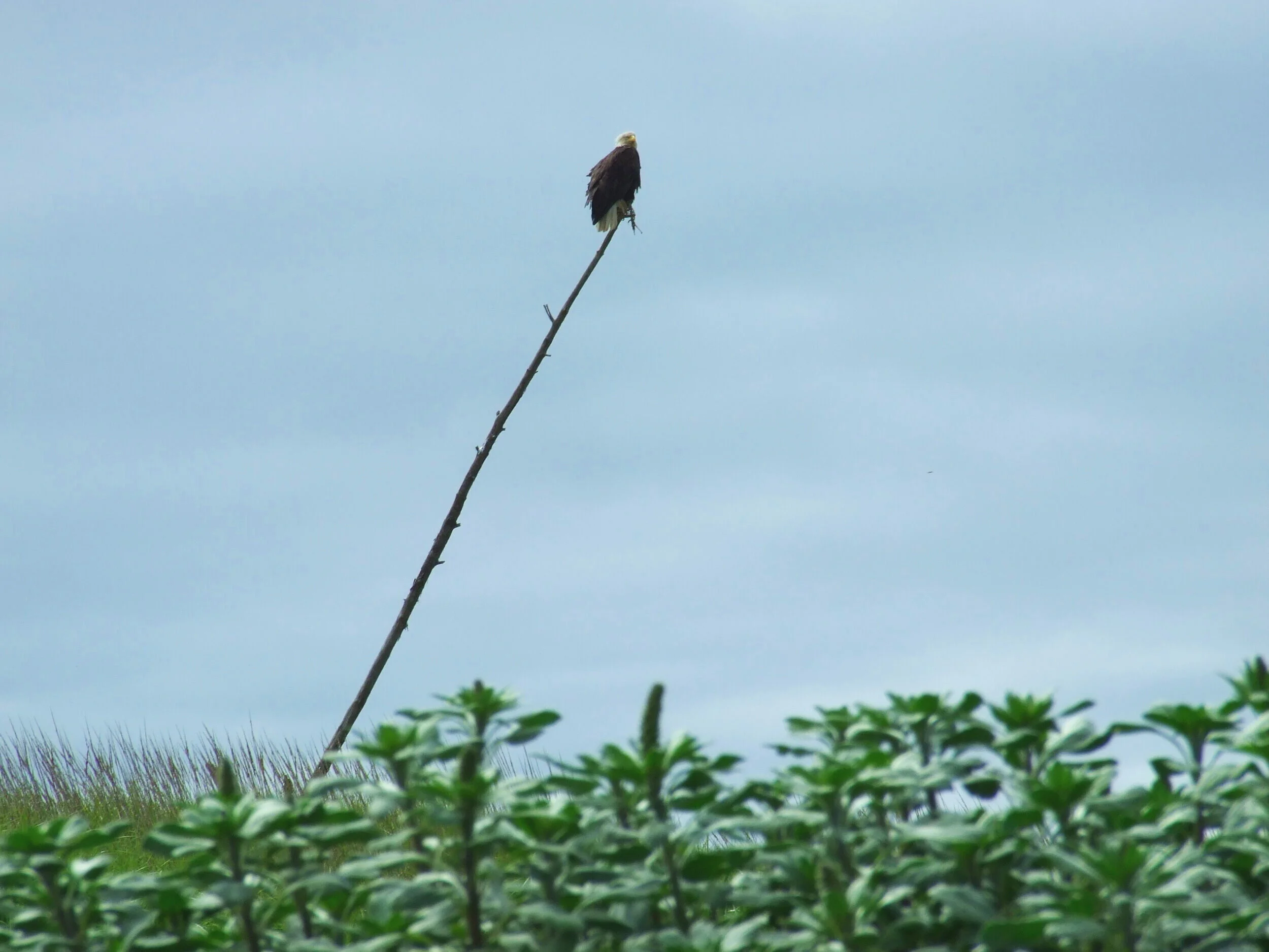 A bald eagle supervises the survey, Elwha Beach, Washington. Credit: Heather Weiner.