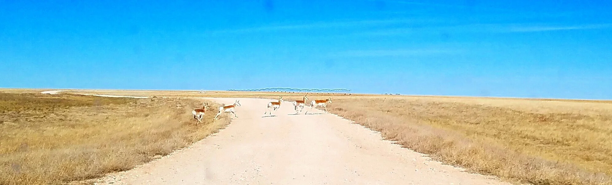 Mule deer gallop across a country road, Dallam County, Texas.