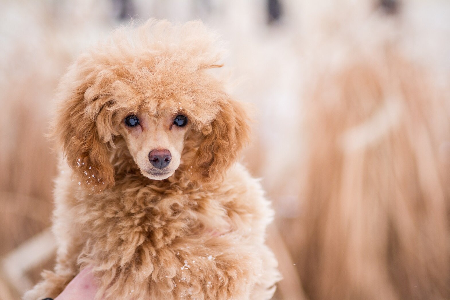 Donate To Our Rescue Poodle Angels