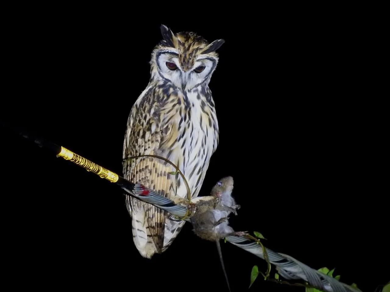 WhatsApp Image 2025-10-19 at 16.32.04 (1).jpeg