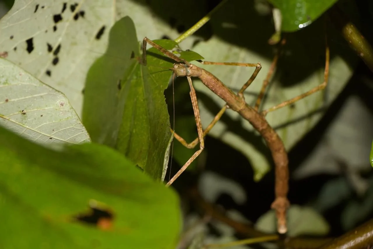 WhatsApp Image 2025-10-19 at 16.32.05 (2).jpeg