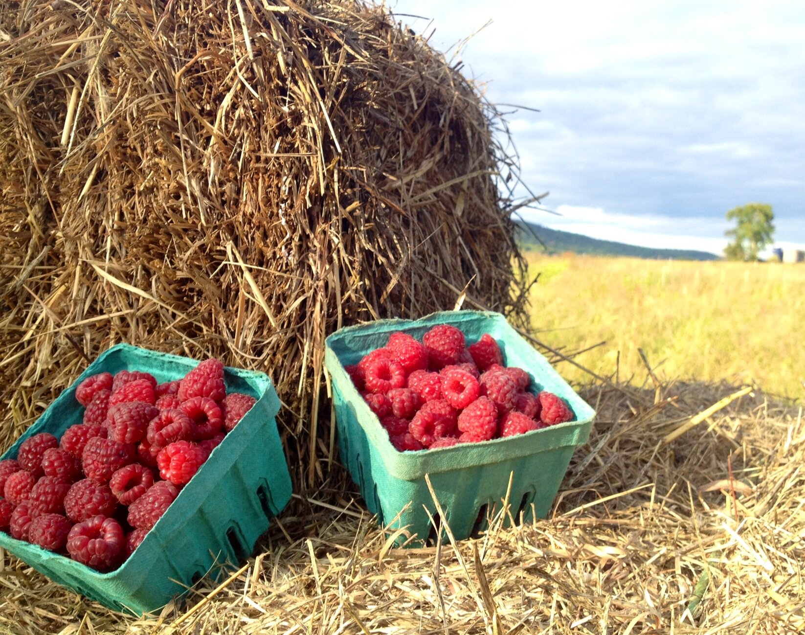 raspberries.jpg