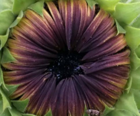 Art By Nature
