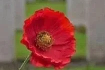 What God Remembers - And What He Forgets! - Heb 8:12