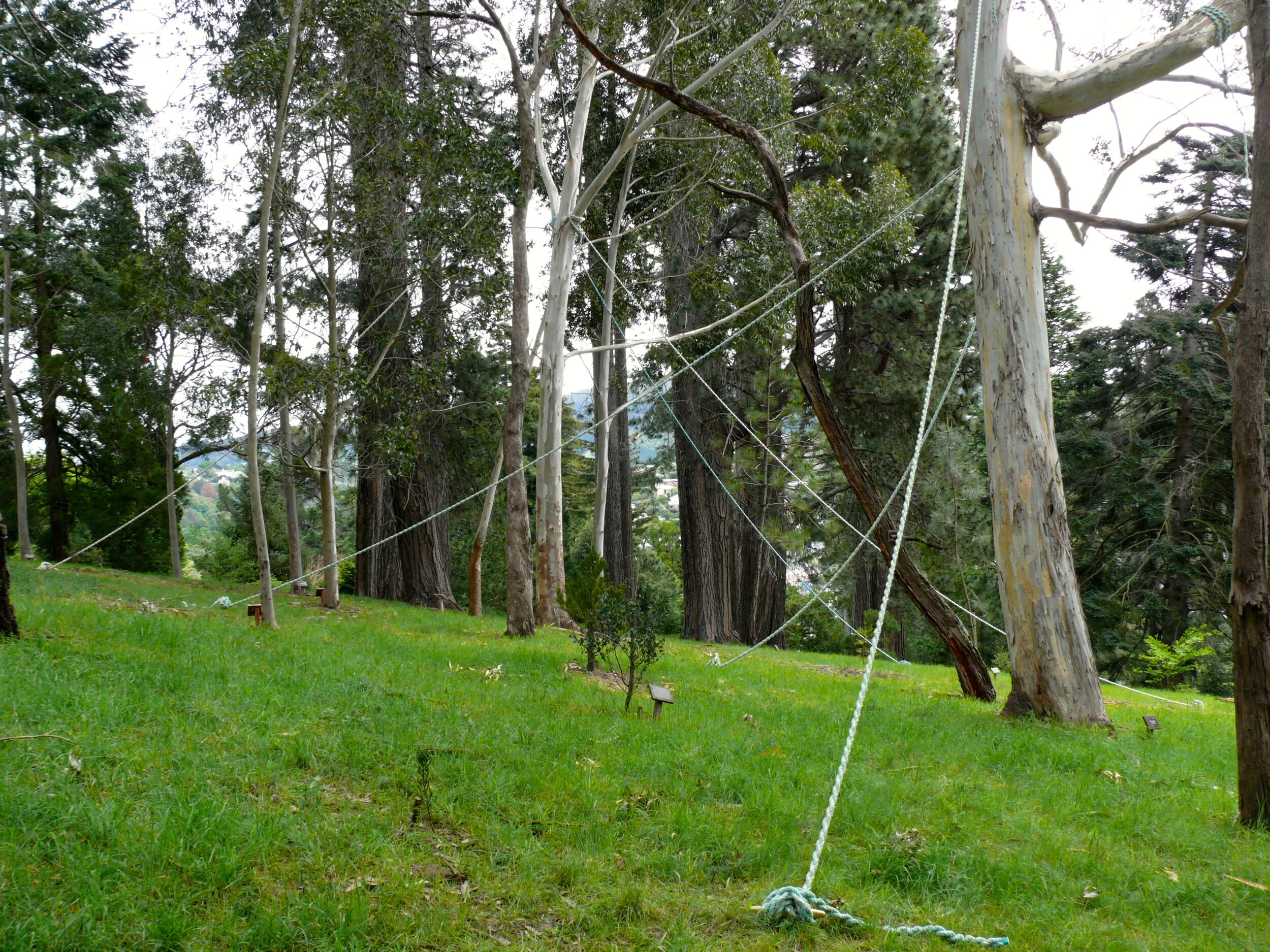 Many trees from other lands are already with us