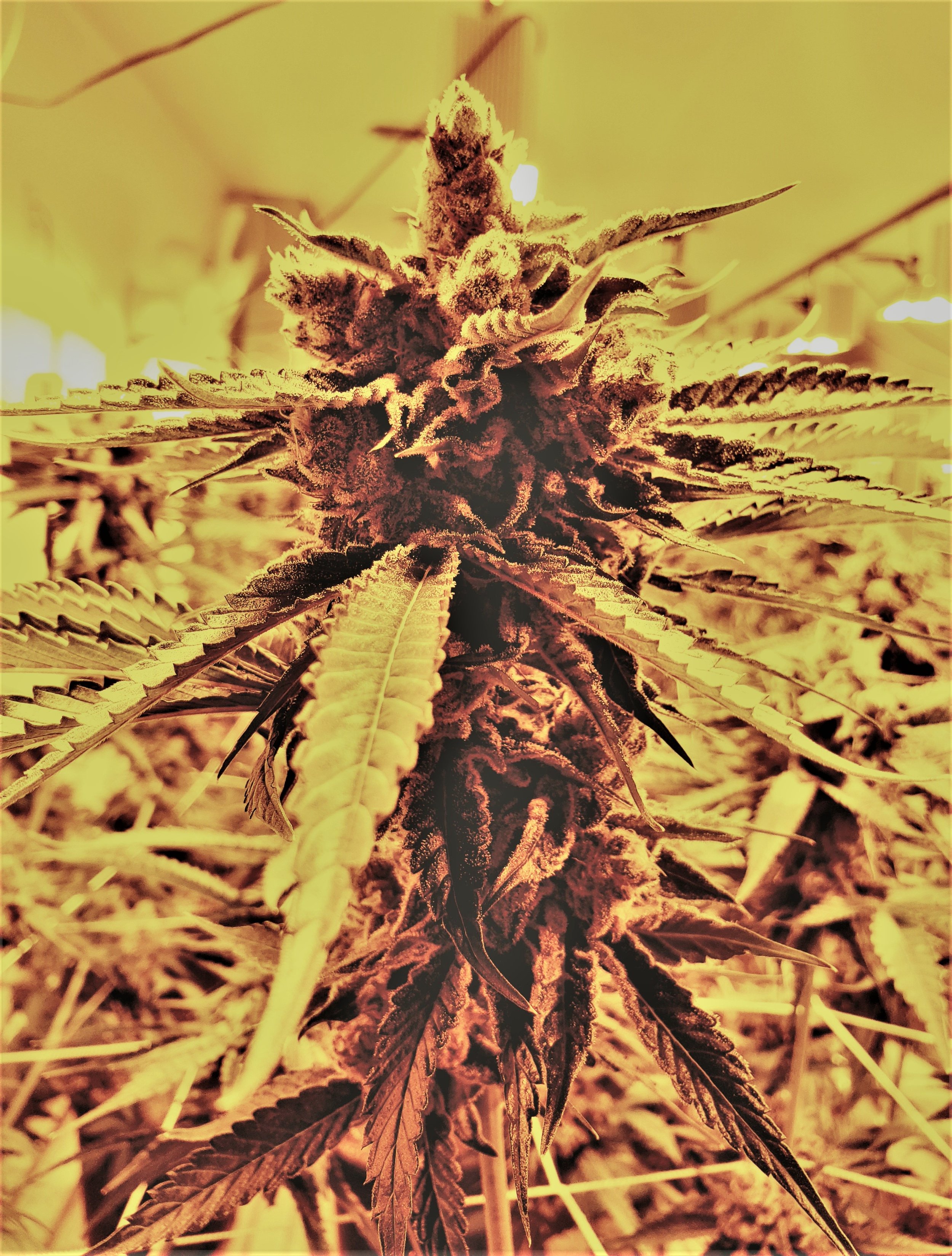 Edited Plant - Sahara.jpg