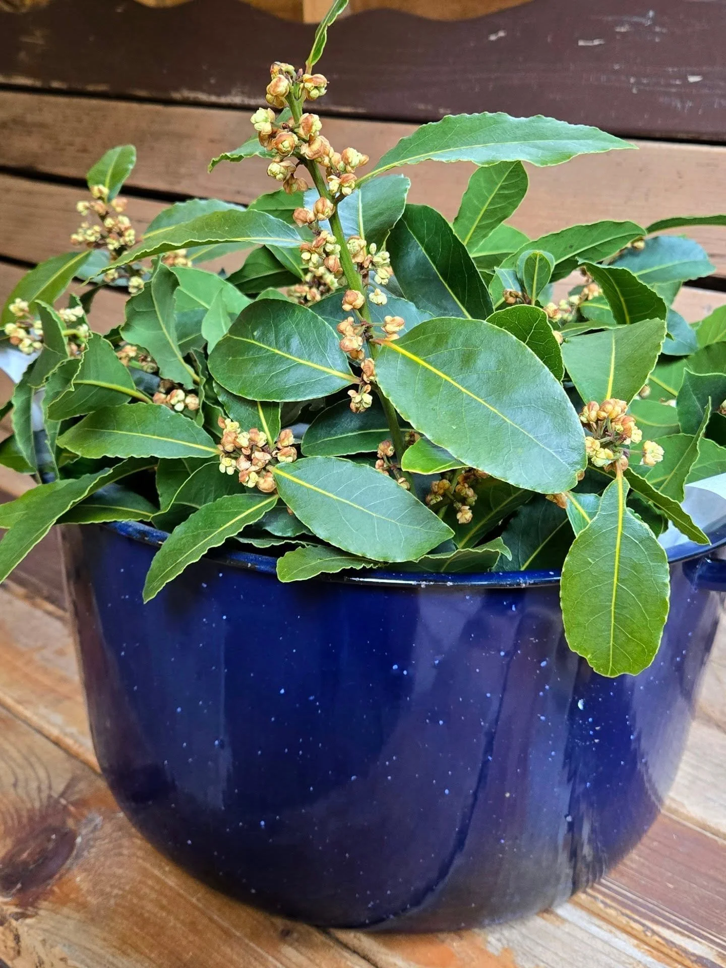 Fresh bay, straight from the tree...
Who knew they flowered?
Last autumn &mdash; berries.
Now &mdash; these tiny blooms.
Set in an old enamel canner, a beautiful gift, and
a quiet reminder of where preserving begins, even on an ordinary day.

#vancou