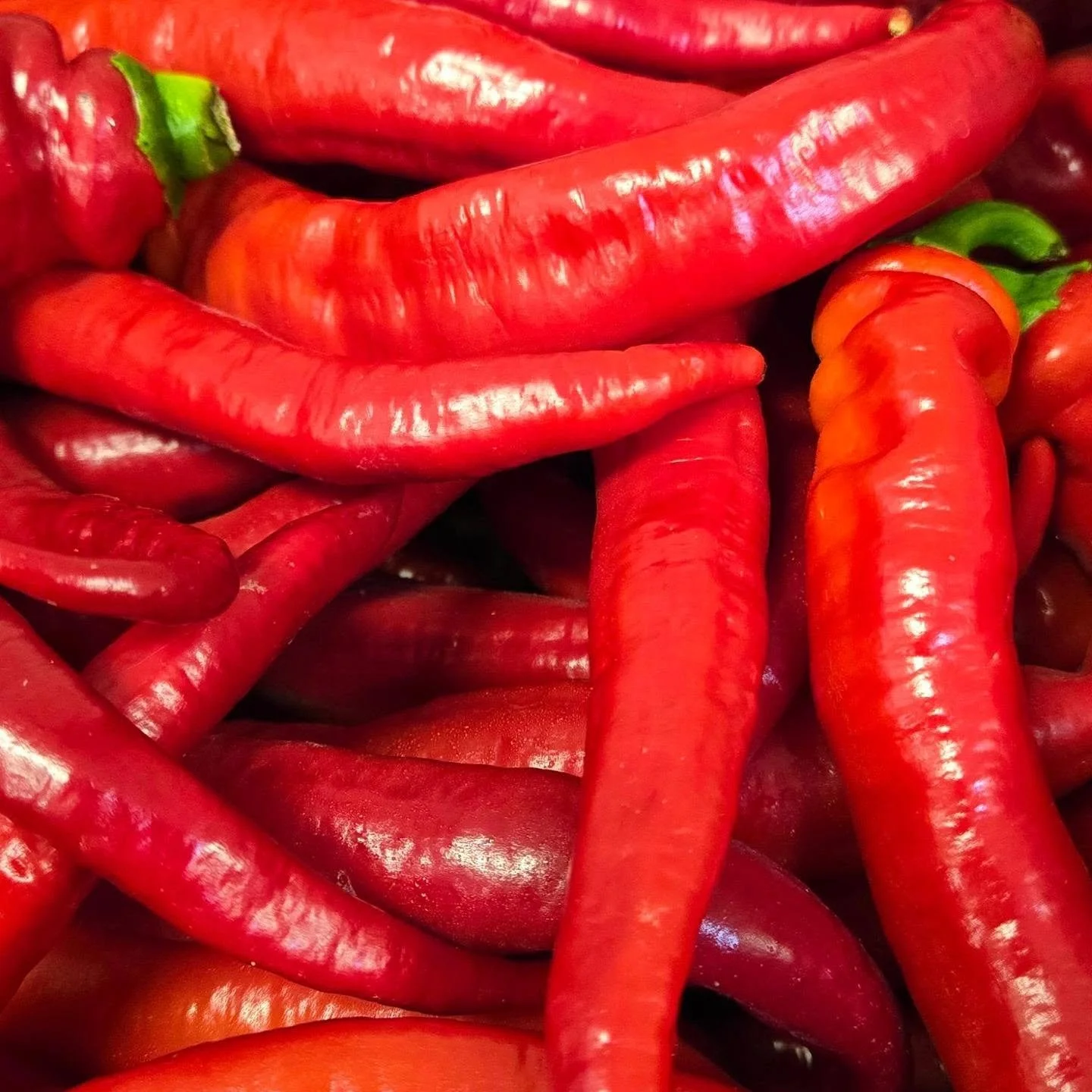 The vibrant Jimmy Nardello heirloom pepper season has officially arrived in our kitchen.

This connection was originally "cultivated" right over the market tables at the @qbfarmersmarket, where Jon and Erin from @fiercelovefarm first introd