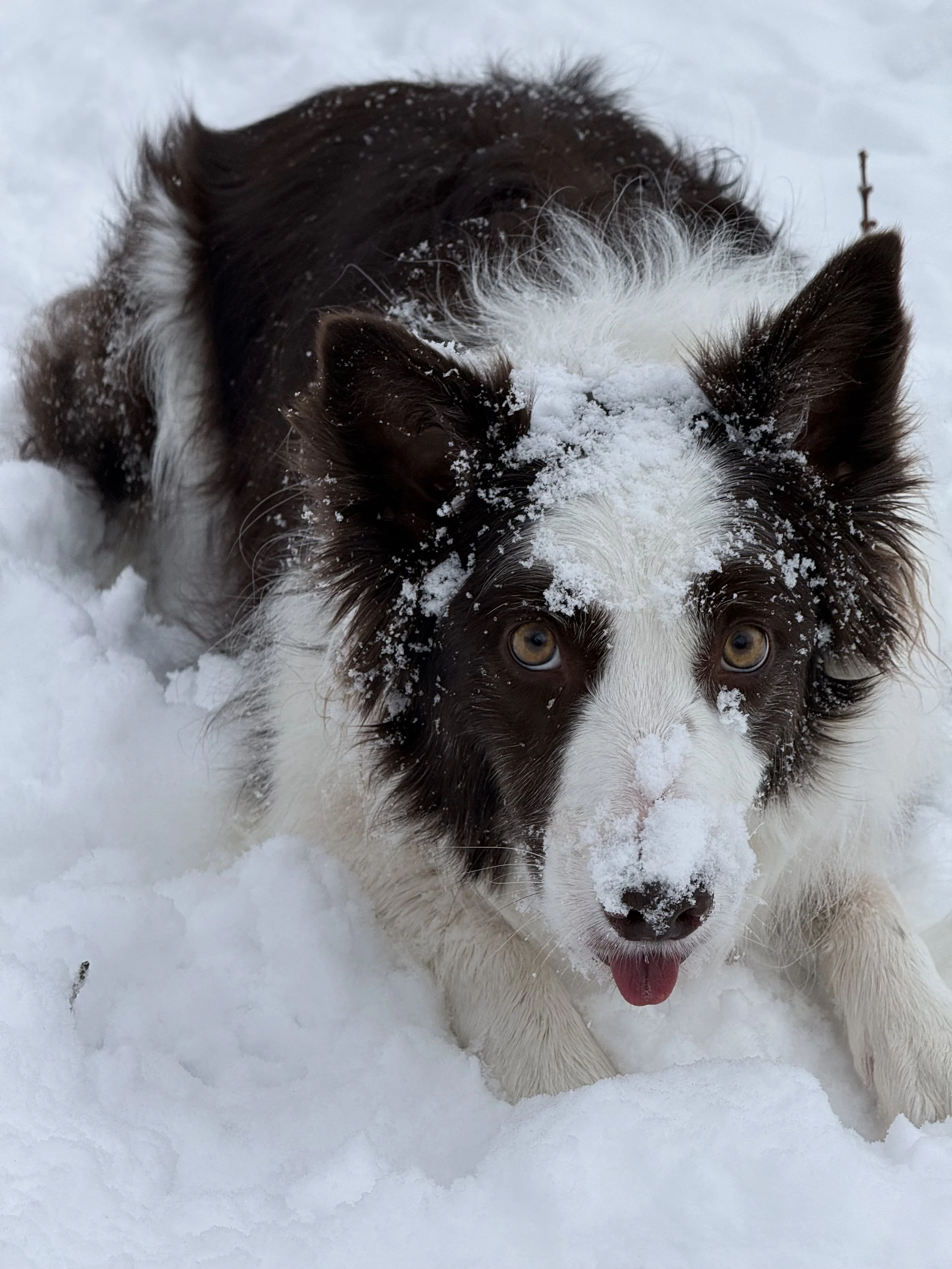 Snowy Mornings and Snow Dogs ❄️🐾