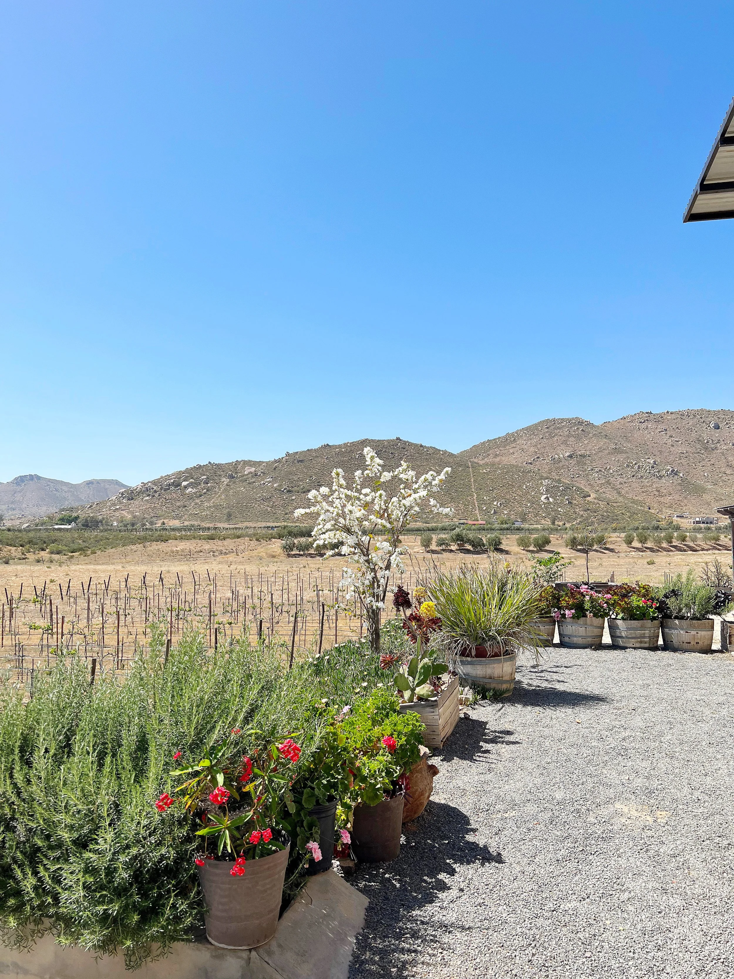 Valle De Guadalupe Guide
