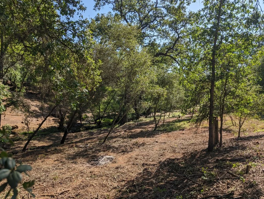 Blackberry vines were piled and burned