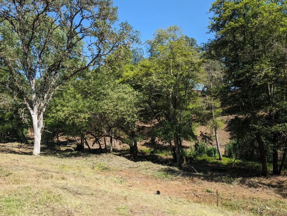 Brush cleared to promote a healthy tree environment