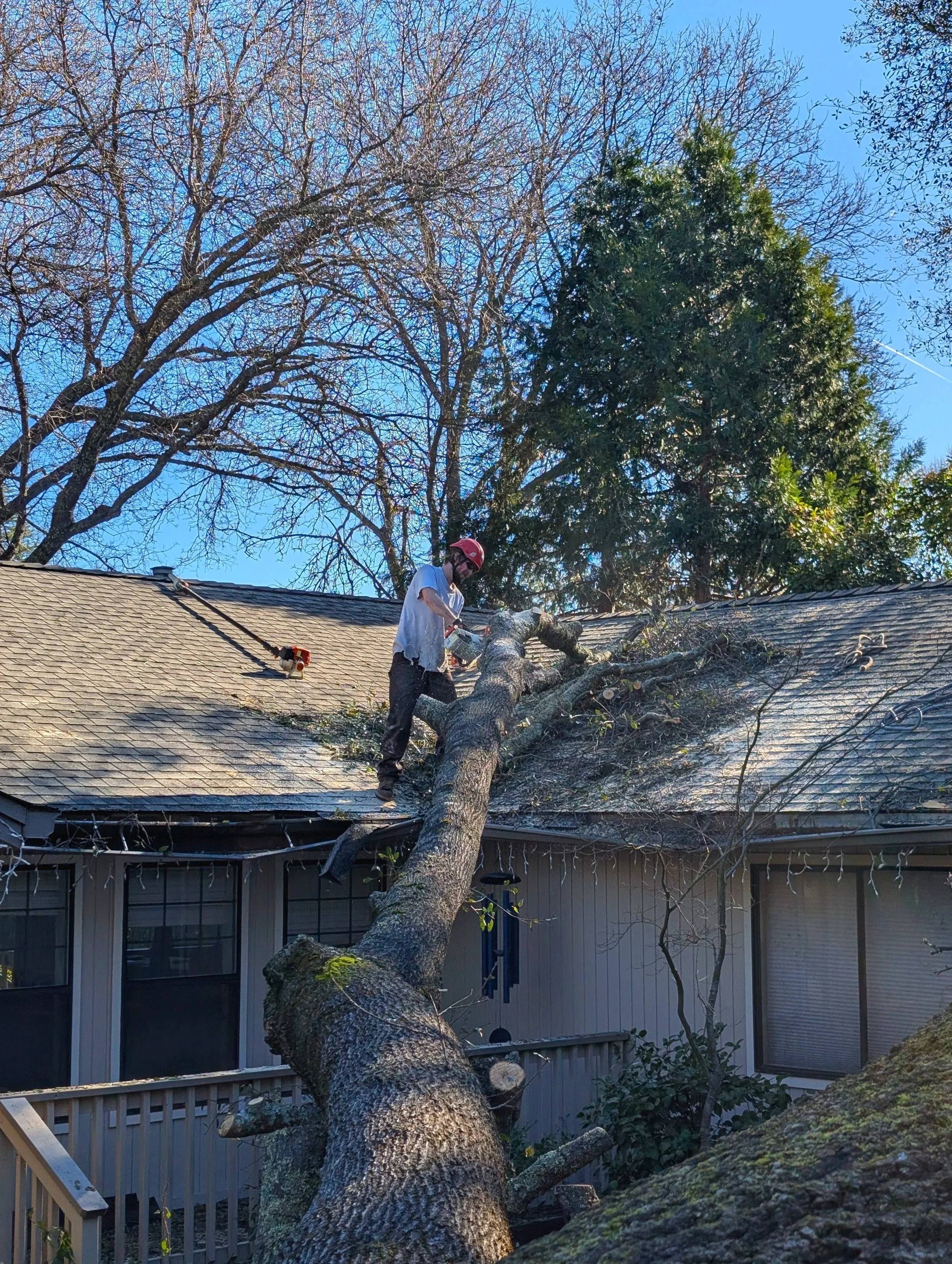 Tree Clean Up after storm damage