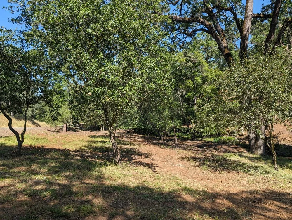 Trees without congested brush and fuels