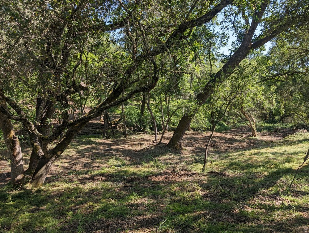 Creekside Fuel Reduction