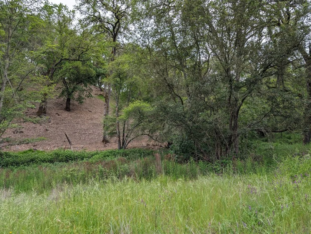 Thick brush and grasses to be removed