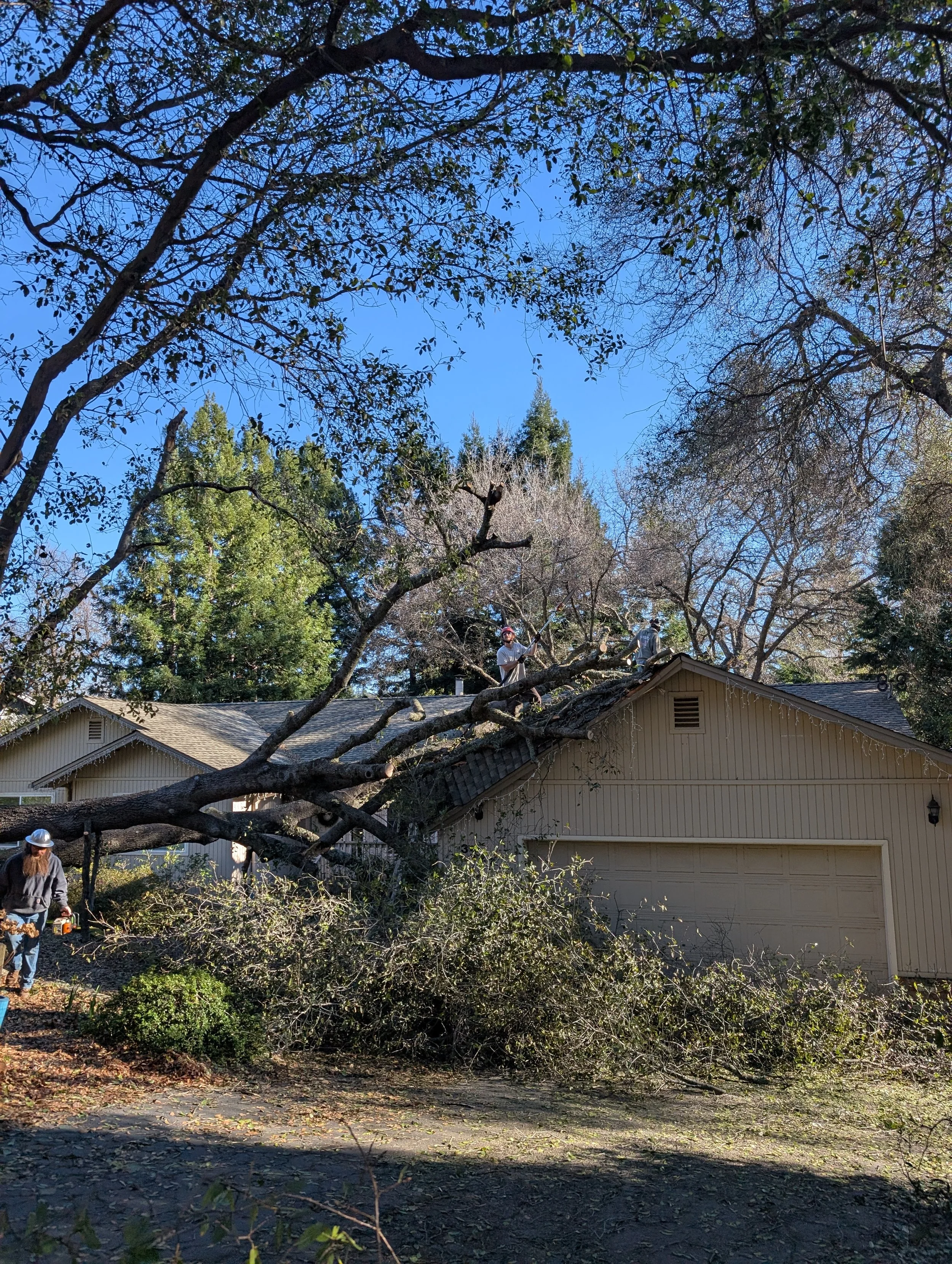 Emergency Tree Clean Up
