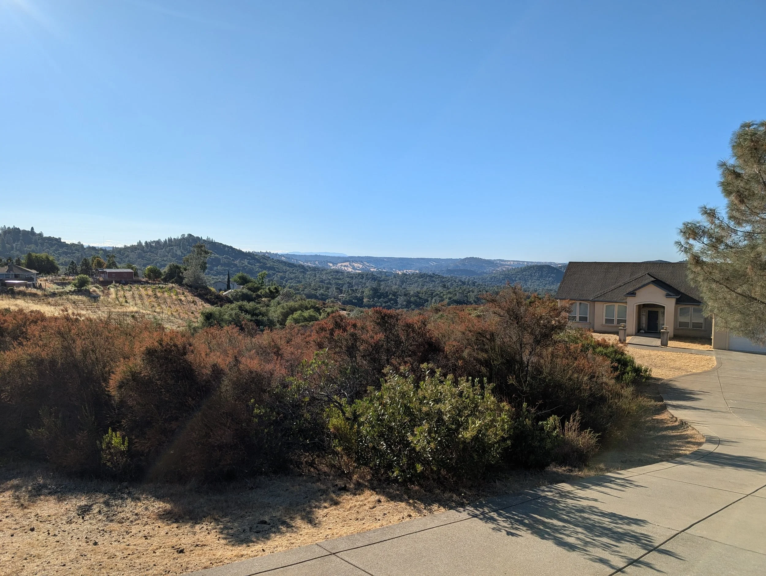 An Image showing the dense brush surrounding the home before we did the work
