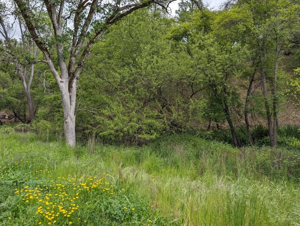Oak Trees on Cameron Park Property