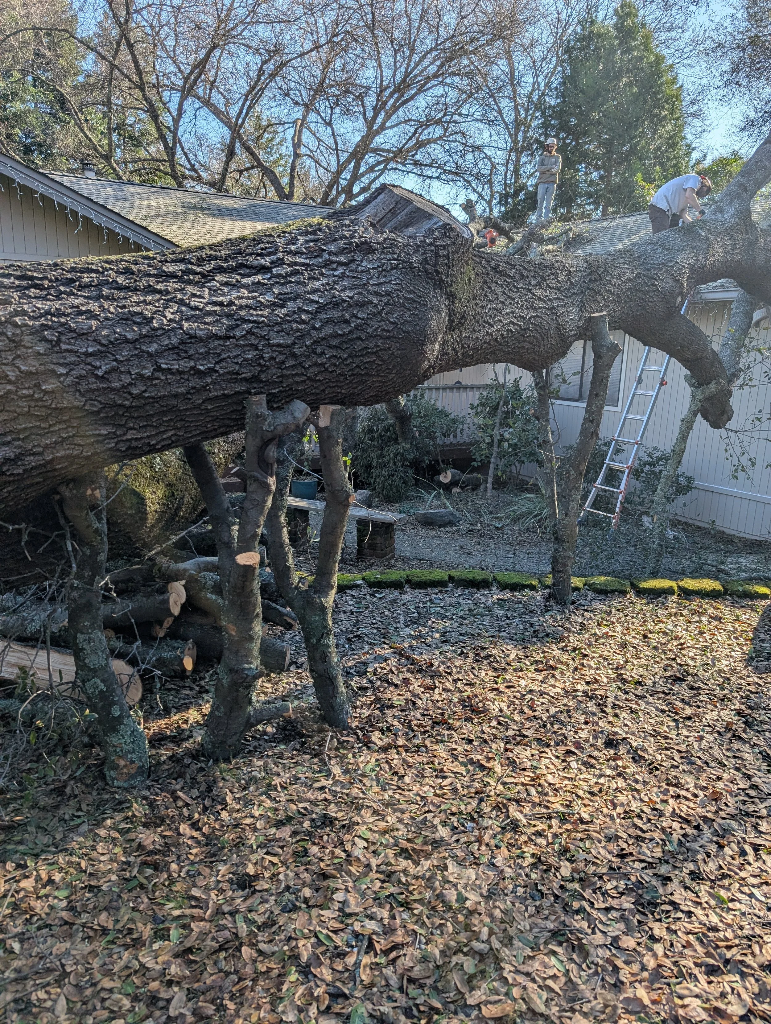 We used some locally grown "Y" Jacks to support the weight of the trunk