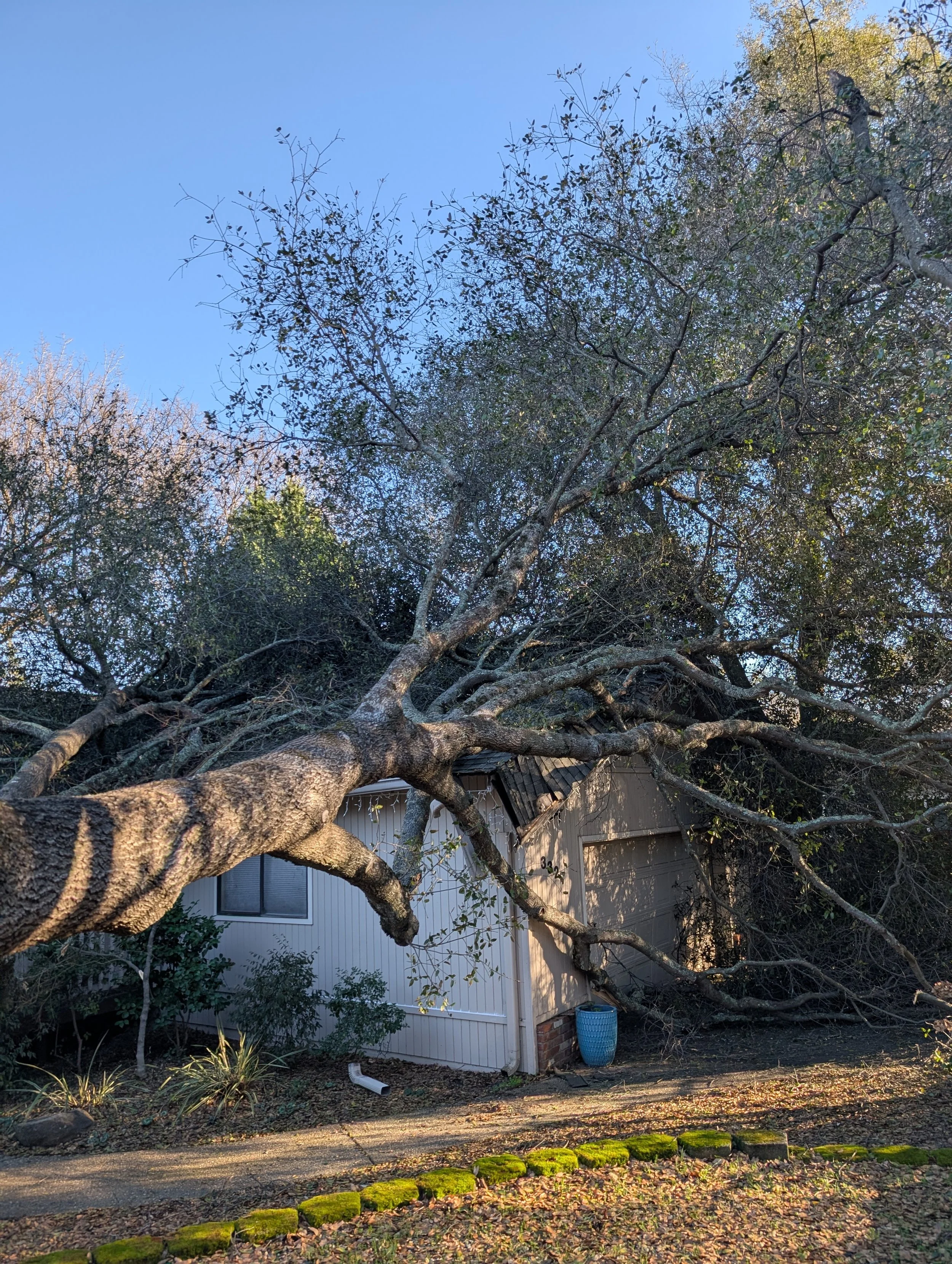 Fallen Tree Cleaned Up Off Roof