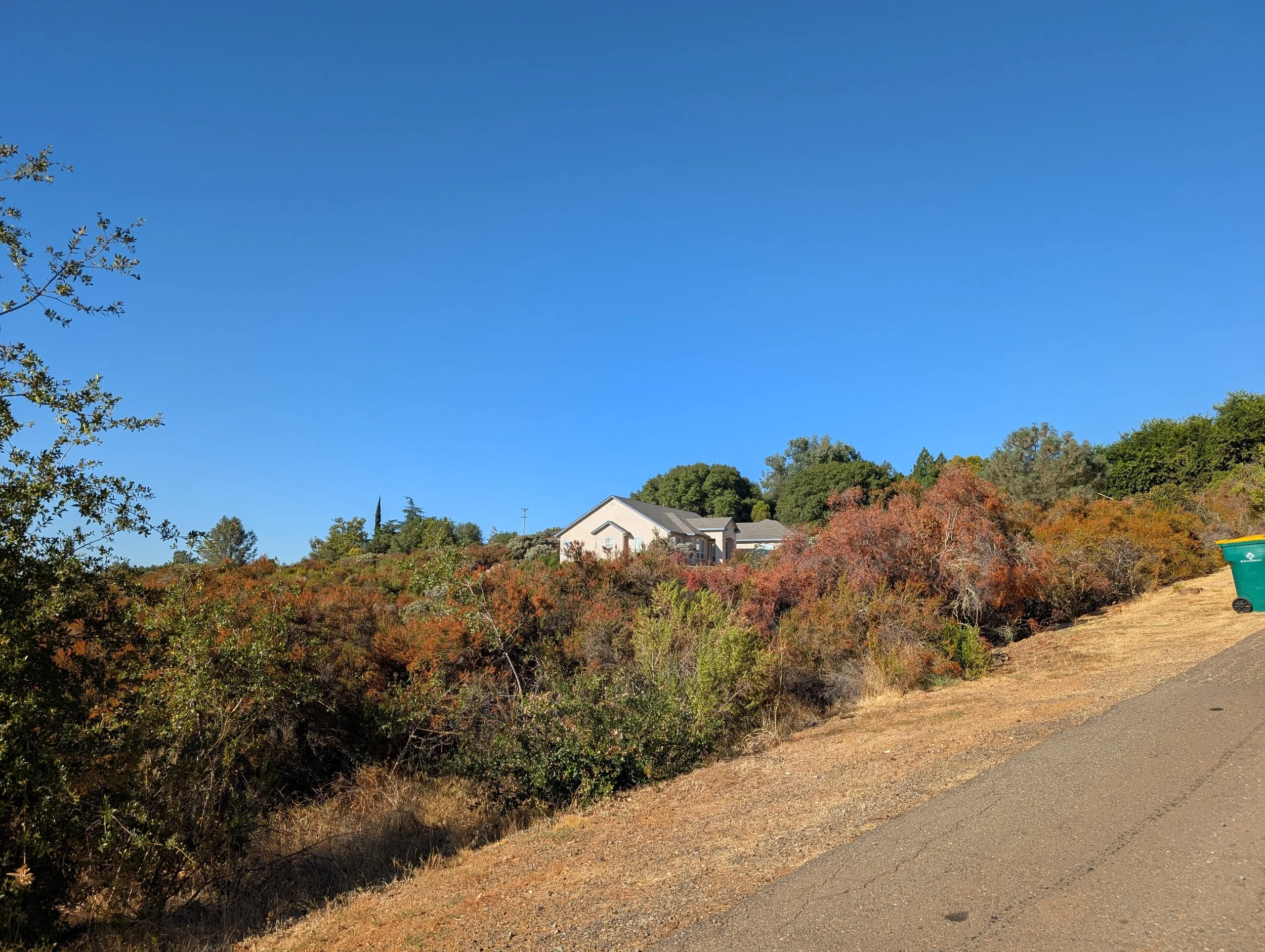 Dense Chamise, Scotch Broom and Poison Oak to be Removed