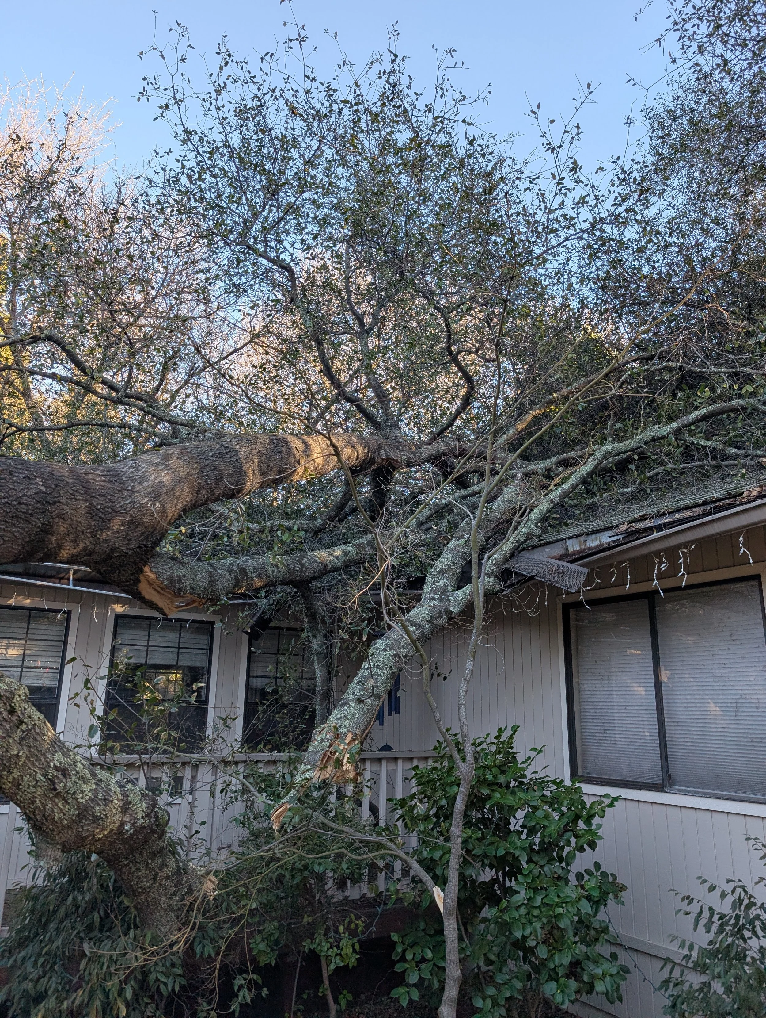 Broken branches narrowly missed the porch and windows