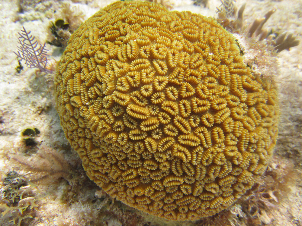 Elliptical star coral