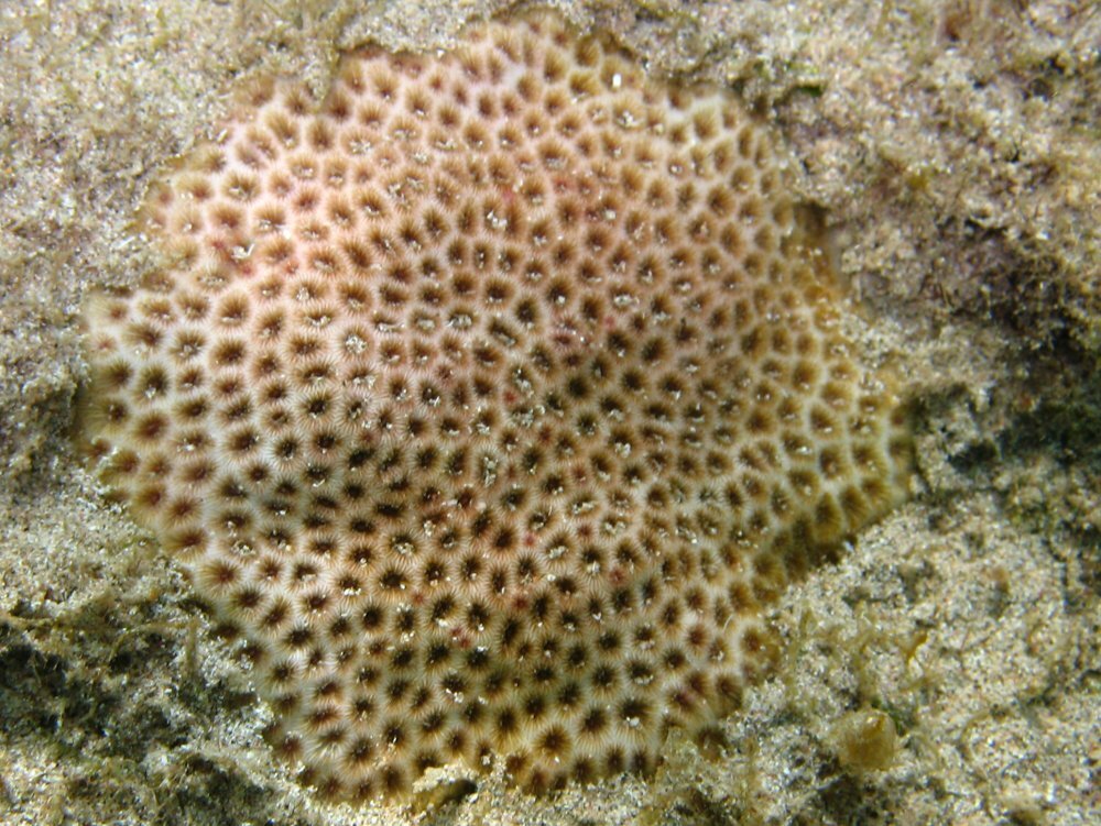 Blushing star coral