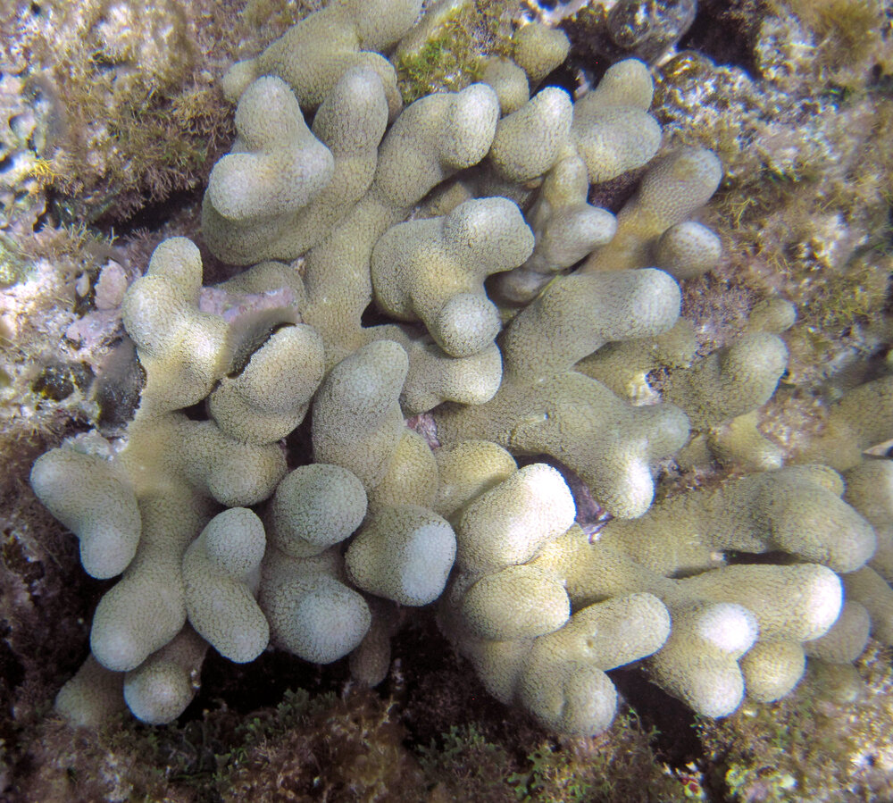 Finger coral