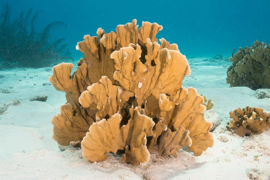 The Caribbean Coral Reefs — EcoTings Bahamas