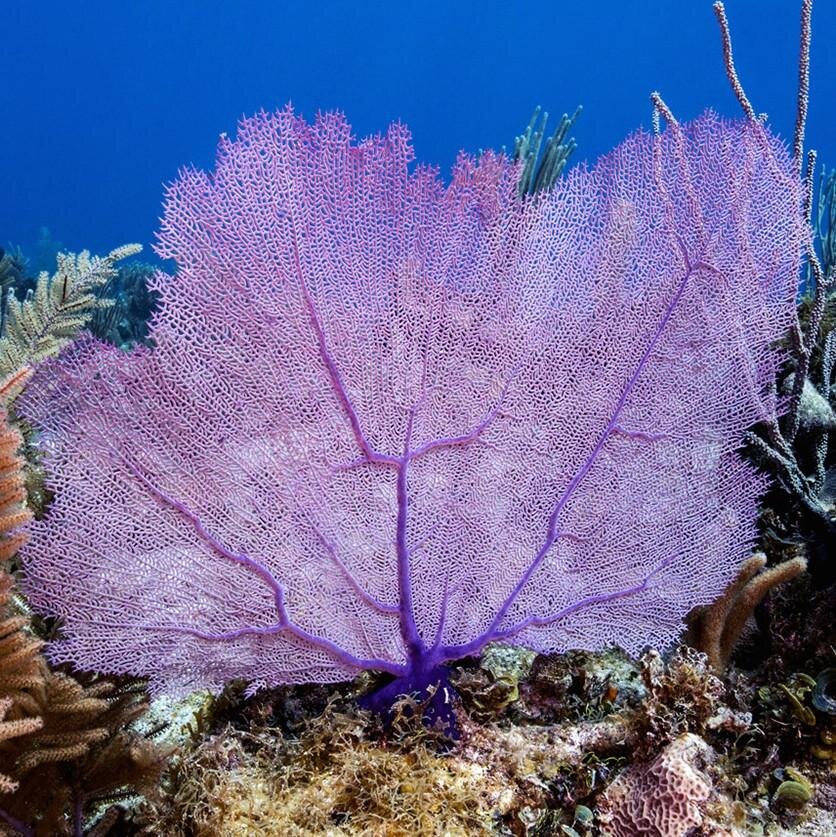 Sea fan