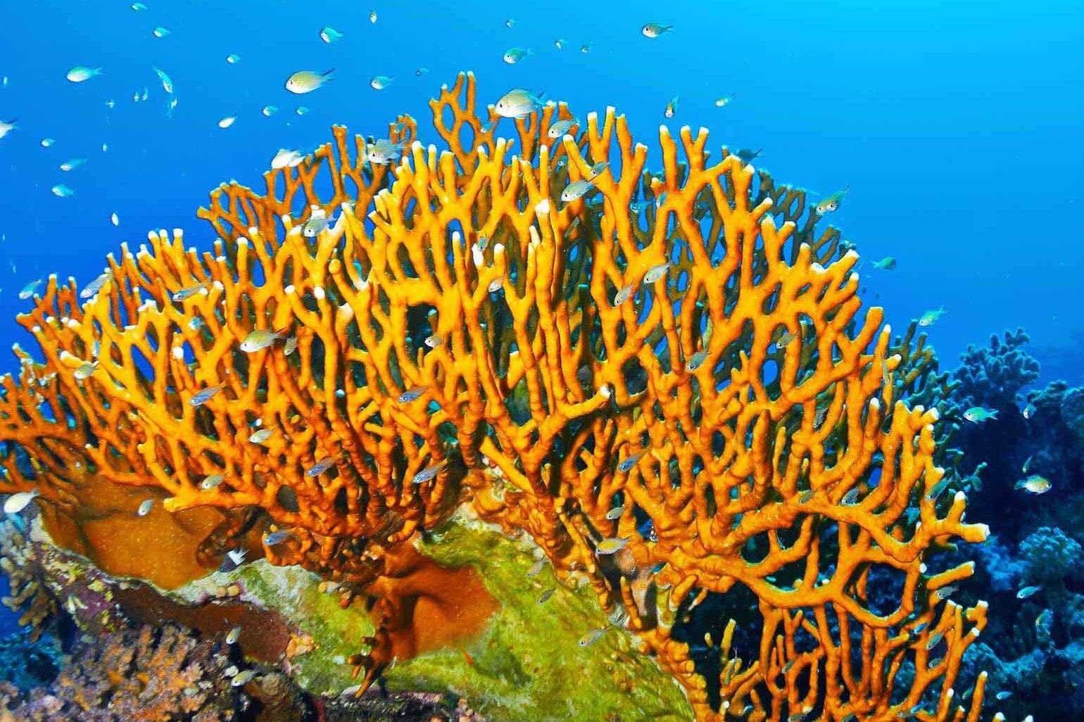 branching fire coral.jpg