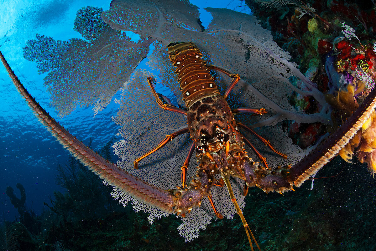 Spiny lobster on sea fan