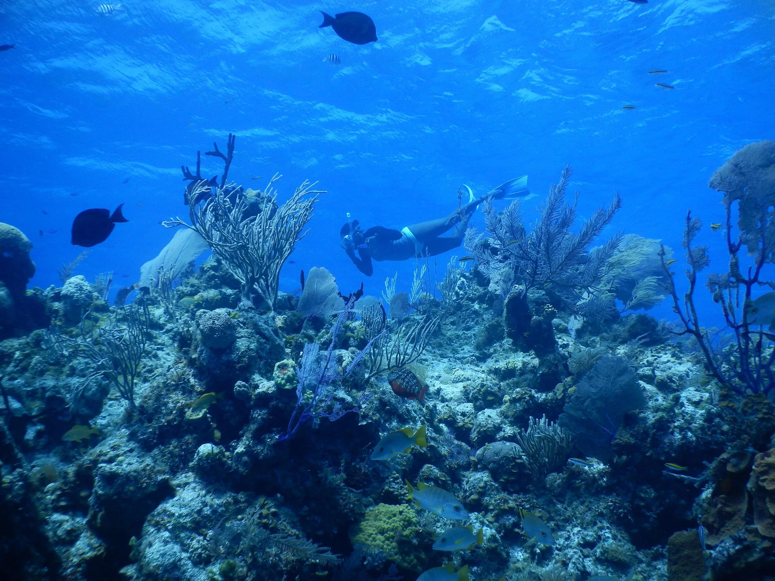 The Caribbean Coral Reefs — EcoTings Bahamas