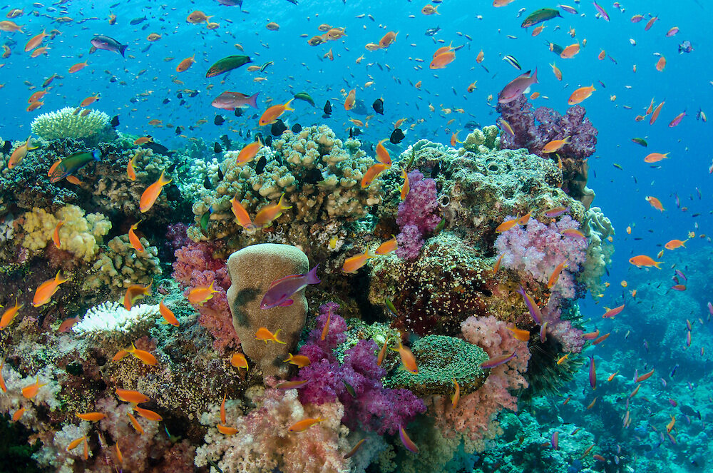 Coral reef diversity