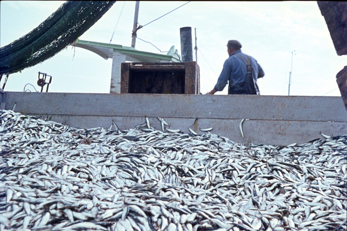 overfishing 2.jpg