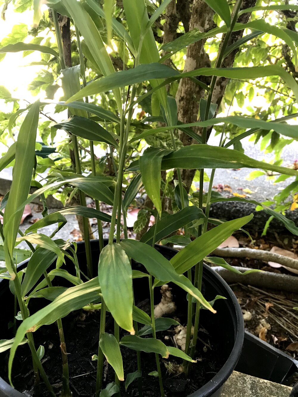 Ginger plant