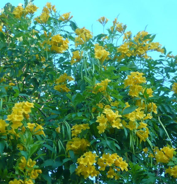 Yellow elder 4.jpg