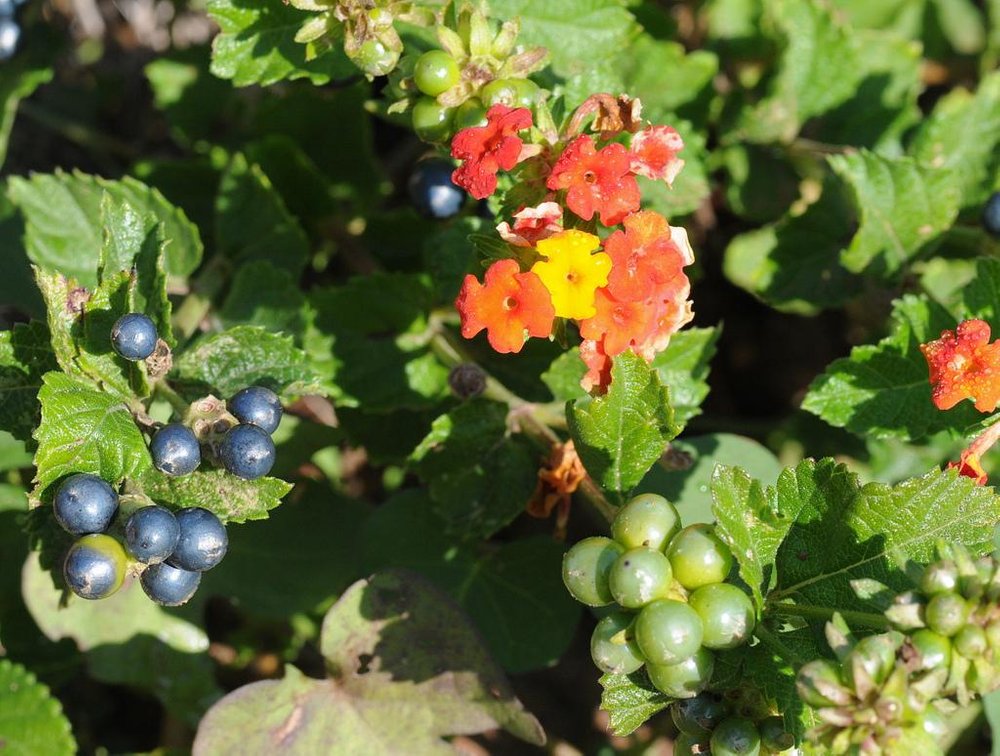 lantana_bahamensis2.jpg