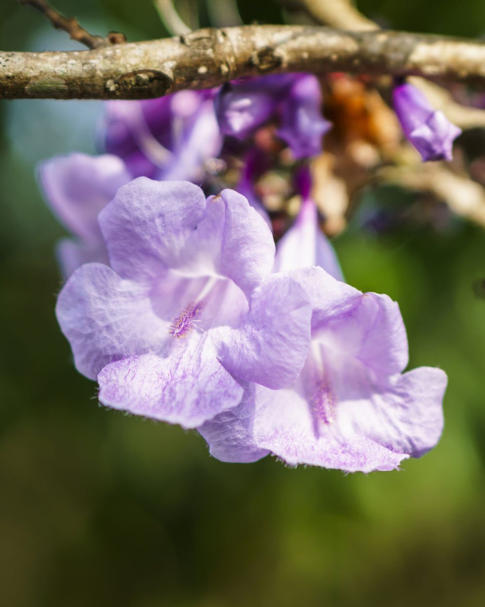 Jacaranda-caerulea-flower.jpg