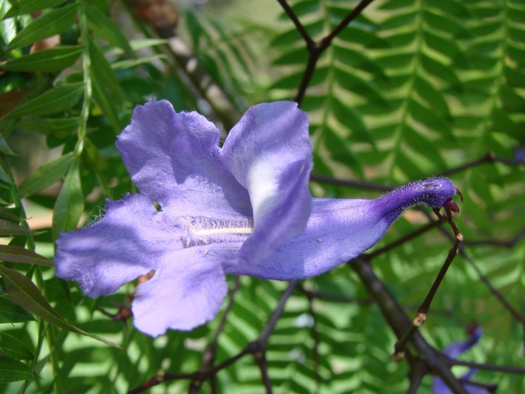Jacaranda_cuspidifolia_flower.jpg
