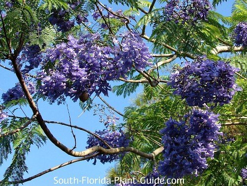 jacaranda-tree-flowers-500.jpg