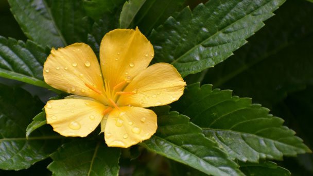 Bahamian buttercup 2.jpg