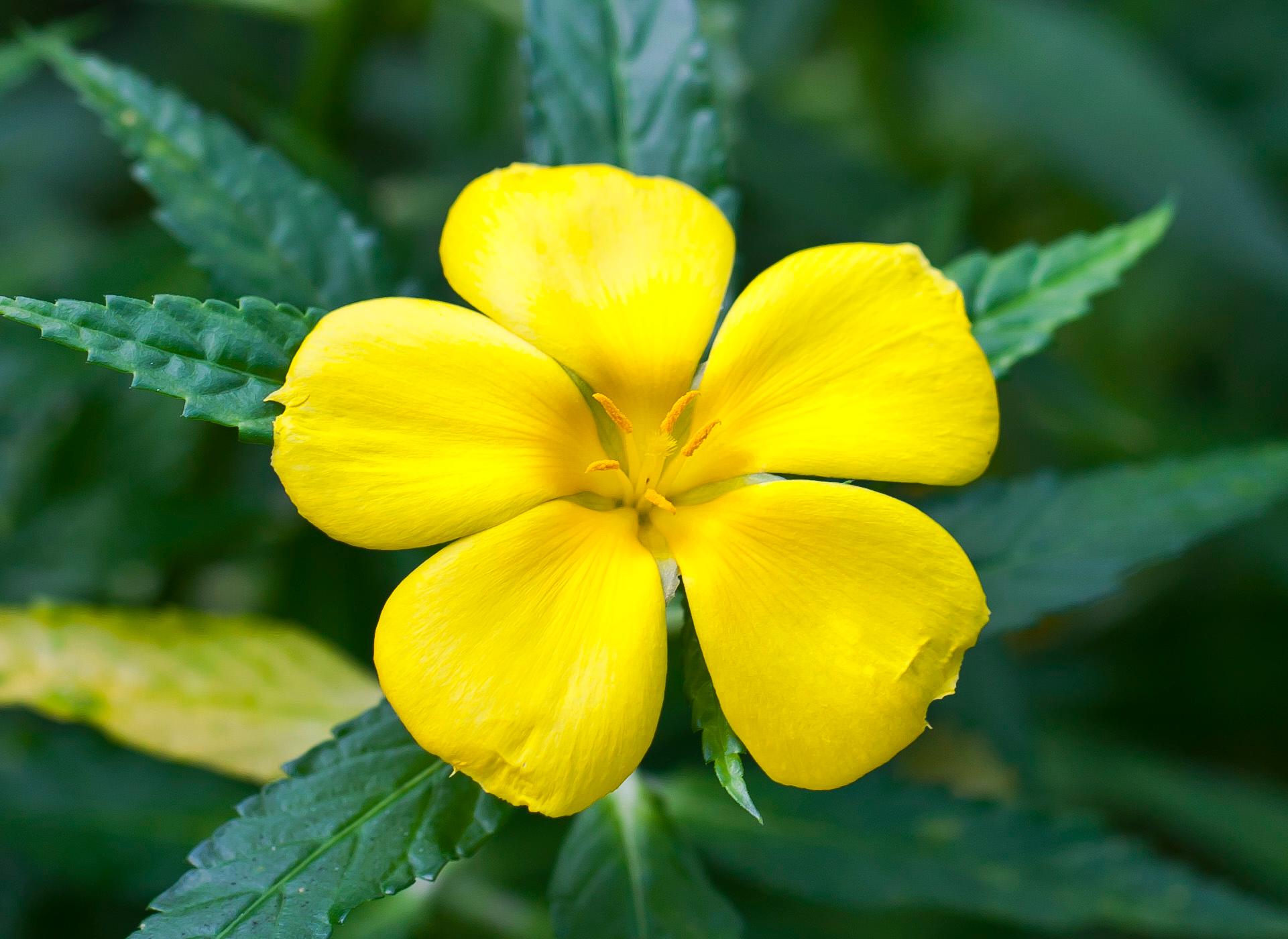 Bahamian buttercup 3.png