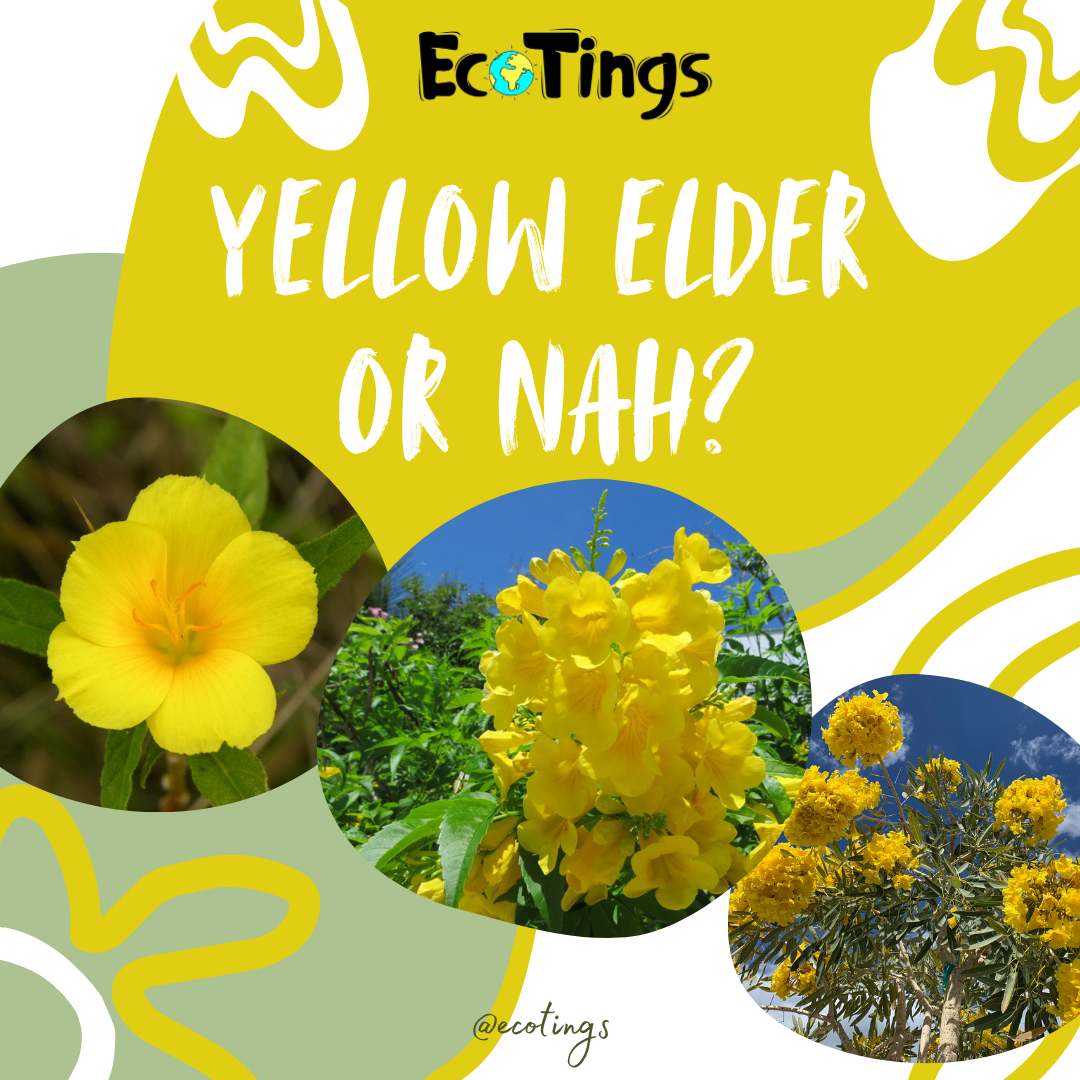 Yellow Elder or Nah?