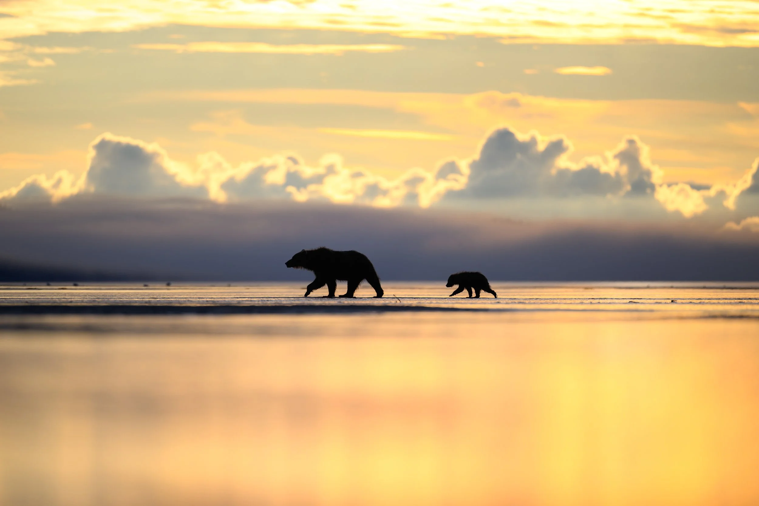 AUGUST 2027 Alaska Bear Workshop #3 - (8/15/27 - 8/18/27) - (Deposit Only)
